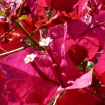 bougainvillea