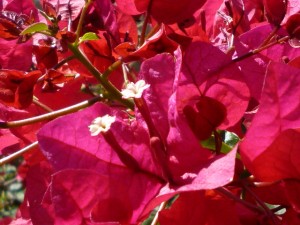 bougainvillea