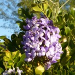 Mountain laurel