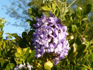 Mountain laurel