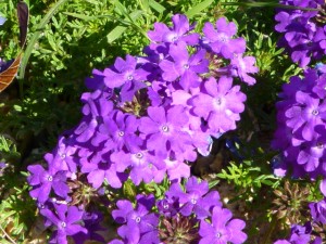 verbena2
