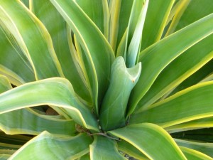 agave2