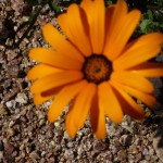 African daisy