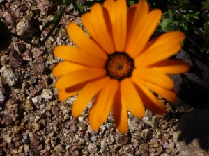 African daisy