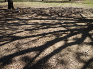 CassieInThePark