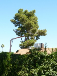 Tree-killers-at-work