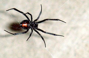 black widow spider