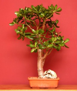 Jade Plant
