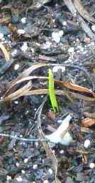 P1000677 garlicsprout