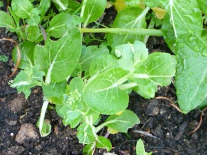 P1000678 munchedbokchoy