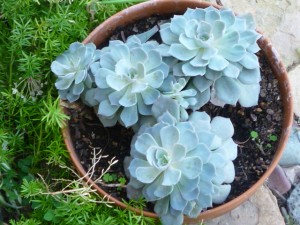 P1000683 Hens&Chicks