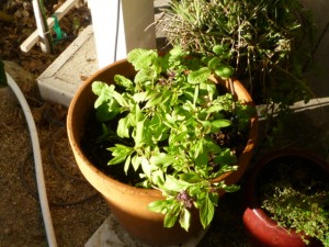 P1000686 Thaibasil&mint