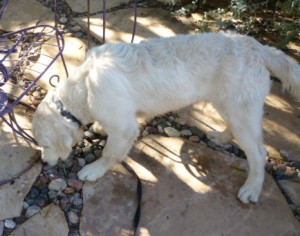 Charley, scarfing olives