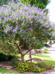 vitex6