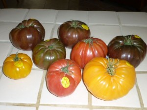 P1010214Tomatoes