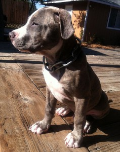 Blue_nose_pit_bull_puppy