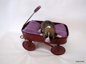 1 female Babies Day Out 083