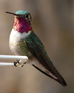 Ruby-Throated_Hummingbird_1