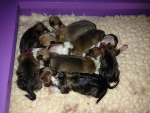 Saydees Pups Born 2014