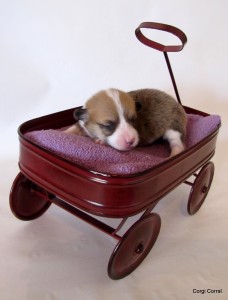 female purple 3 Weeks 109