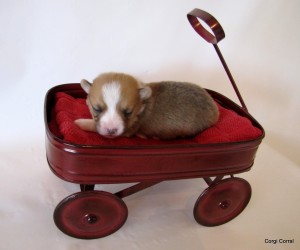 male red 3 Weeks 073