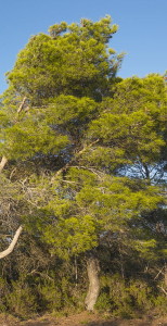 Aleppo pine, detail. Christian Ferrer. Creative Commons.