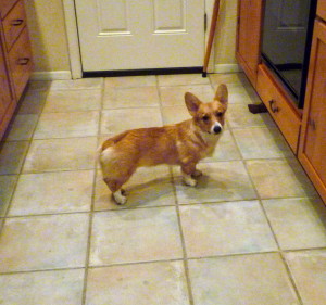     This poor youngling for whom we do sing     Bye, bye, lully, lullay.