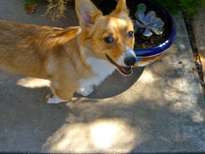 Puppy...Like...Pots...Eat...Plants!