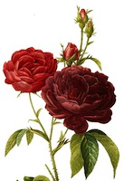 Rose Redoute