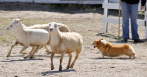 corgiherding