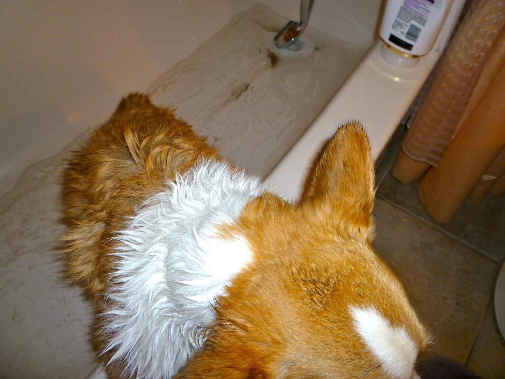  A dog and her dirt... [Click on the iimage to enjoy its full, soggy splendor]