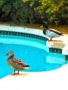 Ducks Saturday enhanced