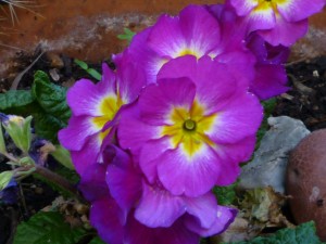 Spring 2016 flowers 1
