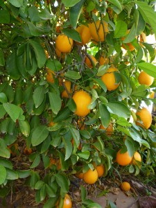 Spring 2016 flowers 2