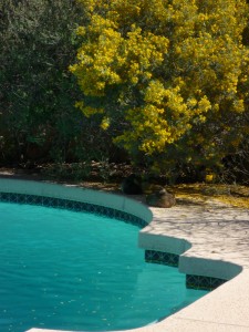 Spring 2016 flowers 3