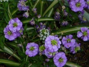 Spring 2016 flowers 5