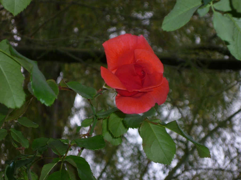 rosevineflower