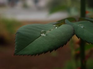 RainDrop_on_rose_leaf
