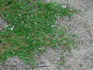 bermudagrass-cynodon_dactylon